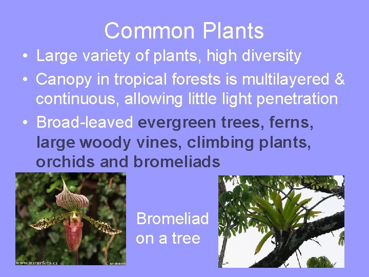 Common Plants • Large variety of plants, high diversity • Canopy in tropical forests