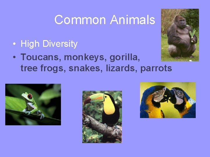 Common Animals • High Diversity • Toucans, monkeys, gorilla, tree frogs, snakes, lizards, parrots