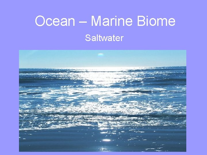 Ocean – Marine Biome Saltwater 