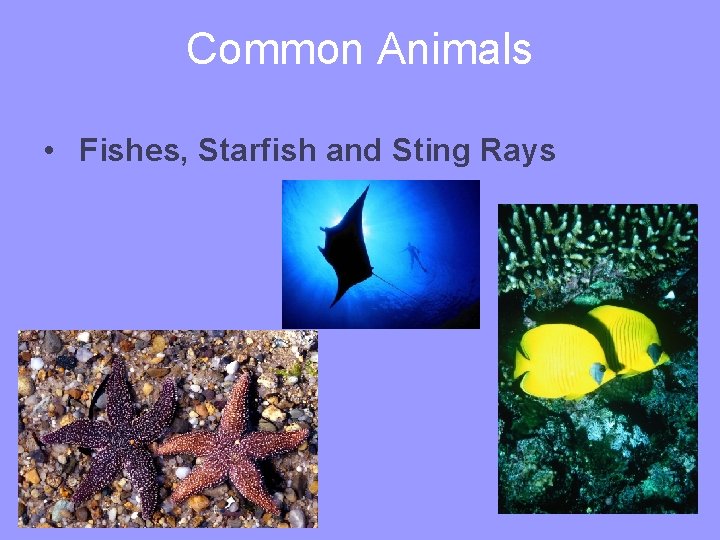 Common Animals • Fishes, Starfish and Sting Rays 