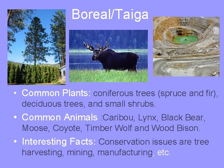 Boreal/Taiga • Common Plants: coniferous trees (spruce and fir), deciduous trees, and small shrubs.