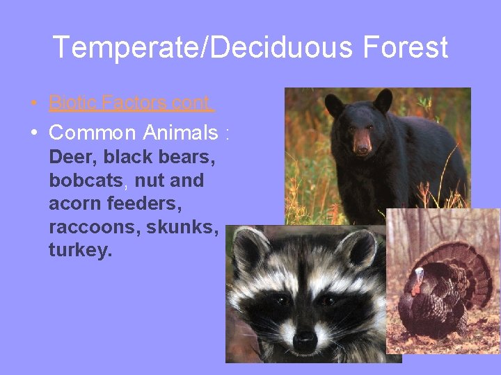 Temperate/Deciduous Forest • Biotic Factors cont. • Common Animals : Deer, black bears, bobcats,