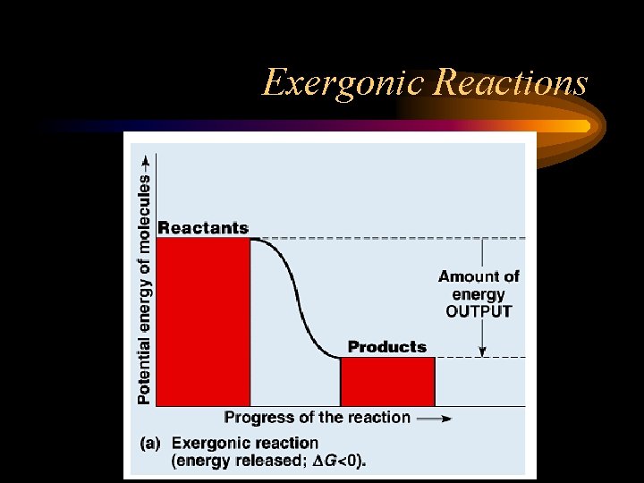 Exergonic Reactions 