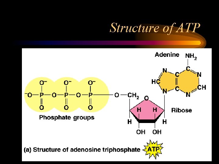 Structure of ATP 