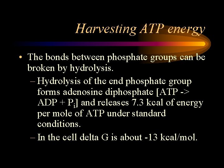Harvesting ATP energy • The bonds between phosphate groups can be broken by hydrolysis.