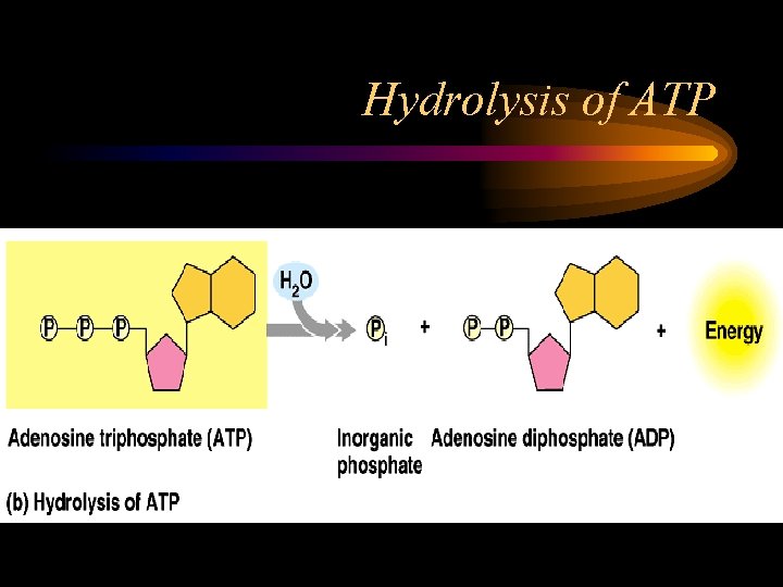 Hydrolysis of ATP 