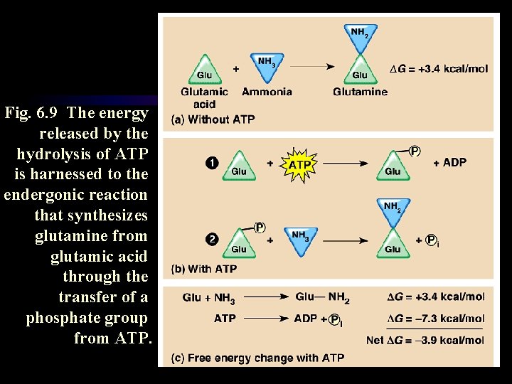 Fig. 6. 9 The energy released by the hydrolysis of ATP is harnessed to