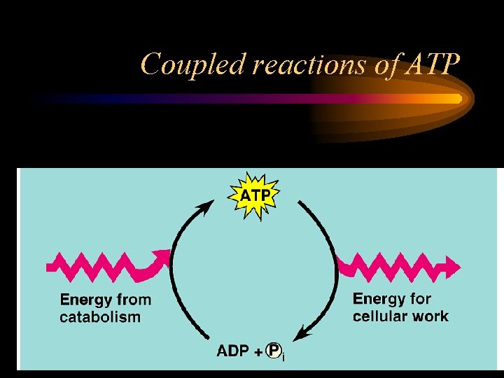 Coupled reactions of ATP 