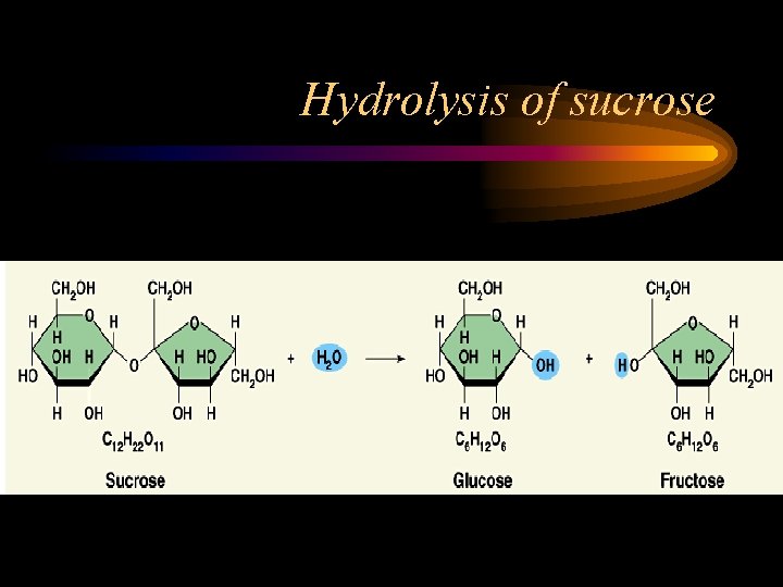 Hydrolysis of sucrose 