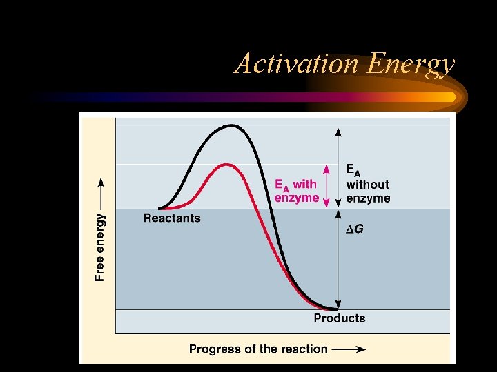 Activation Energy 