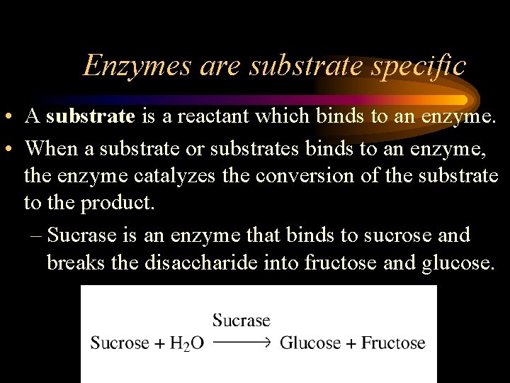 Enzymes are substrate specific • A substrate is a reactant which binds to an