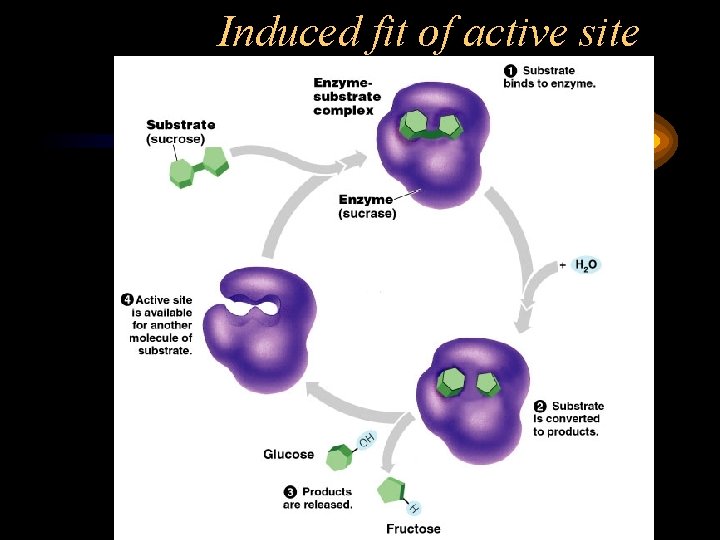 Induced fit of active site 