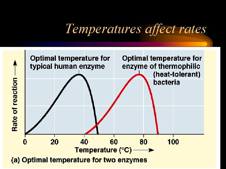 Temperatures affect rates 