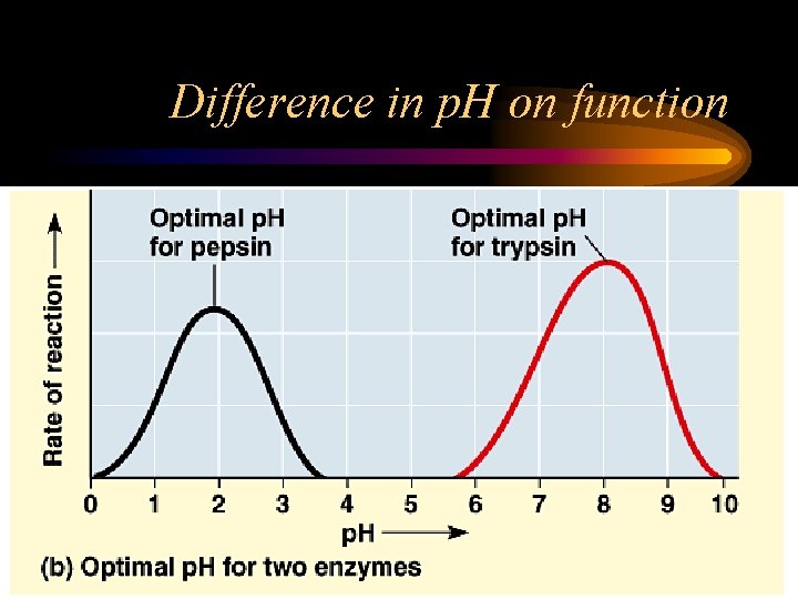 Difference in p. H on function 