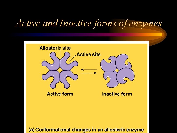 Active and Inactive forms of enzymes 