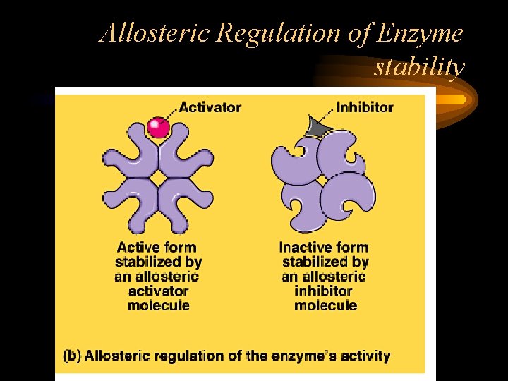 Allosteric Regulation of Enzyme stability 