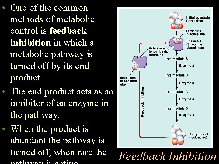  • One of the common methods of metabolic control is feedback inhibition in