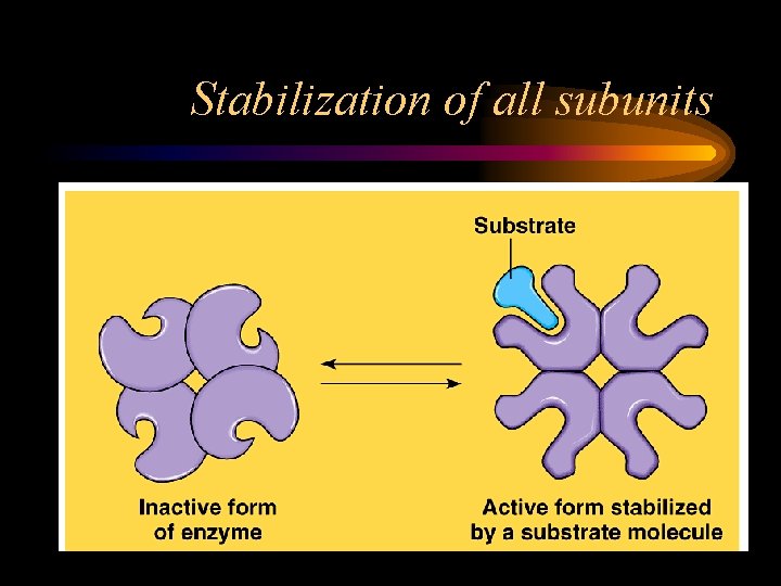 Stabilization of all subunits 