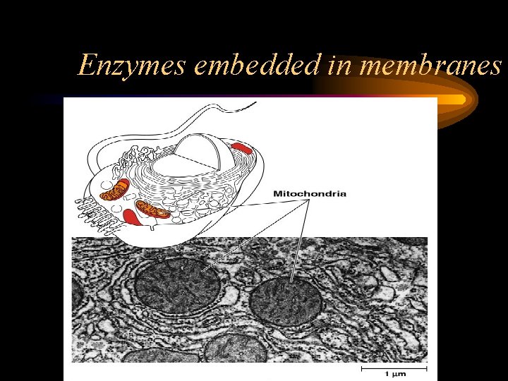 Enzymes embedded in membranes 