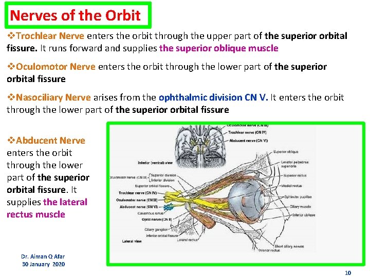 Nerves of the Orbit v. Trochlear Nerve enters the orbit through the upper part