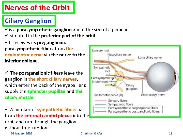 Nerves of the Orbit Ciliary Ganglion üis a parasympathetic ganglion about the size of