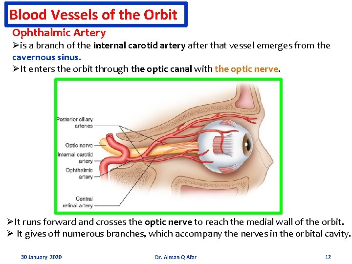 Blood Vessels of the Orbit Ophthalmic Artery Øis a branch of the internal carotid