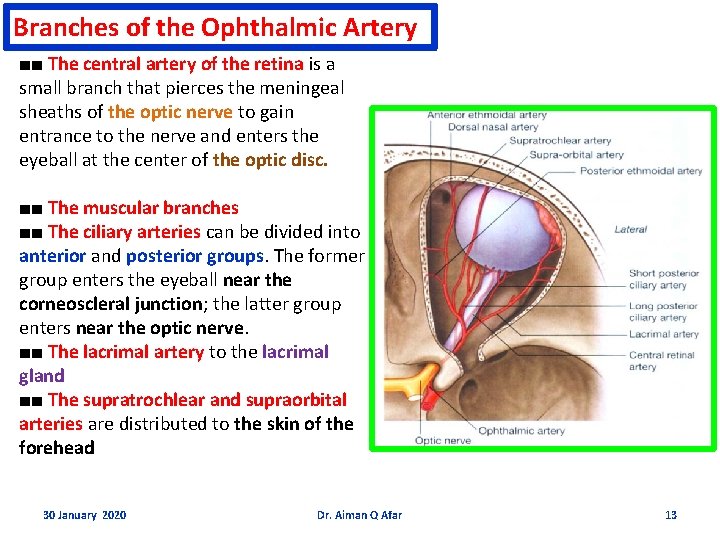 Branches of the Ophthalmic Artery ■■ The central artery of the retina is a