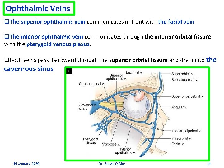 Ophthalmic Veins q. The superior ophthalmic vein communicates in front with the facial vein