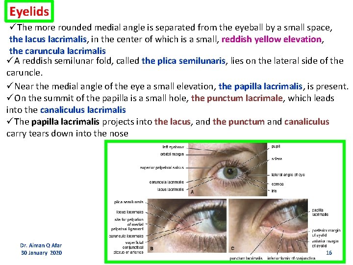 Eyelids üThe more rounded medial angle is separated from the eyeball by a small