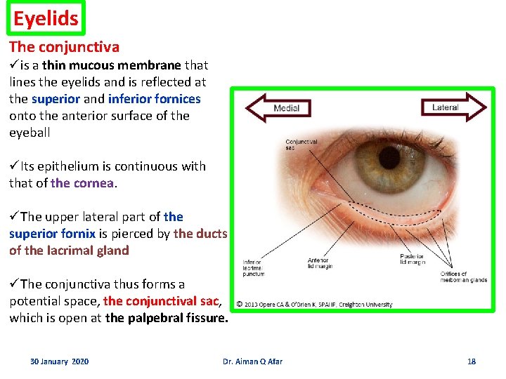 Eyelids The conjunctiva üis a thin mucous membrane that lines the eyelids and is