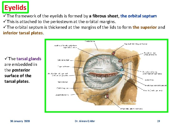 Eyelids üThe framework of the eyelids is formed by a fibrous sheet, the orbital