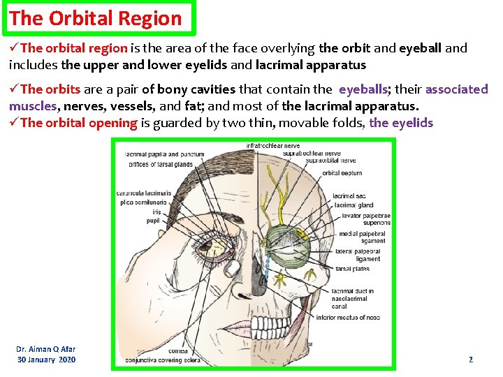 The Orbital Region üThe orbital region is the area of the face overlying the