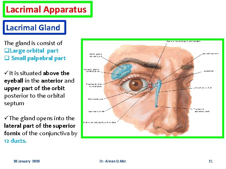 Lacrimal Apparatus Lacrimal Gland The gland is consist of q. Large orbital part q