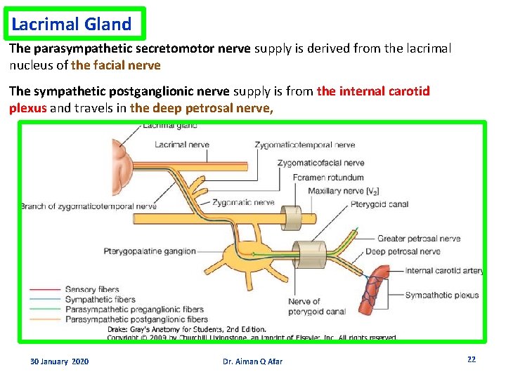 Lacrimal Gland The parasympathetic secretomotor nerve supply is derived from the lacrimal nucleus of