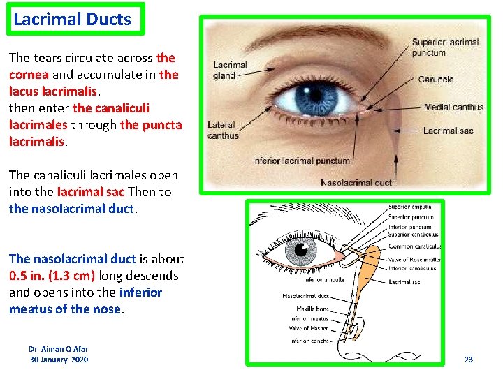 Lacrimal Ducts The tears circulate across the cornea and accumulate in the lacus lacrimalis.
