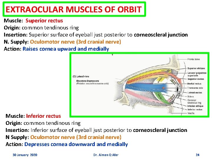 EXTRAOCULAR MUSCLES OF ORBIT Muscle: Superior rectus Origin: common tendinous ring Insertion: Superior surface