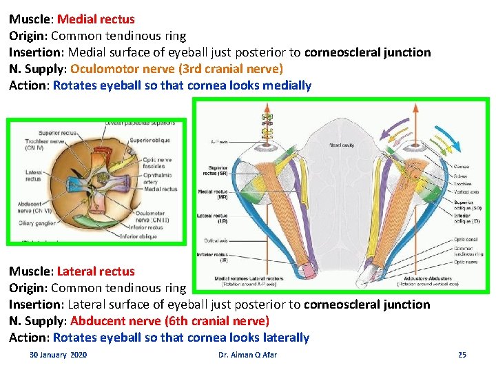 Muscle: Medial rectus Origin: Common tendinous ring Insertion: Medial surface of eyeball just posterior