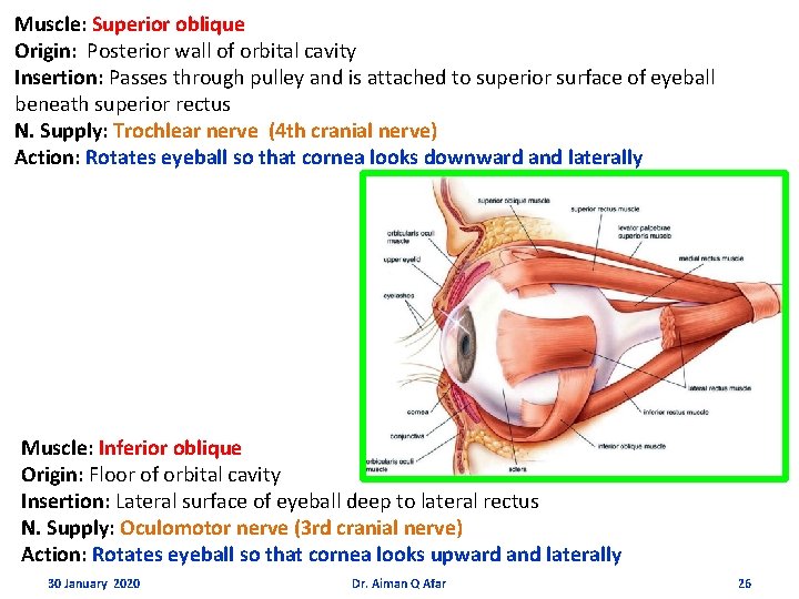 Muscle: Superior oblique Origin: Posterior wall of orbital cavity Insertion: Passes through pulley and