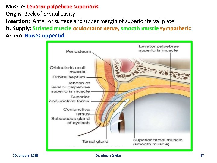 Muscle: Levator palpebrae superioris Origin: Back of orbital cavity Insertion: Anterior surface and upper