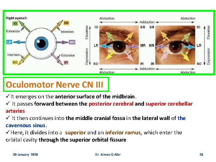 Oculomotor Nerve CN III üIt emerges on the anterior surface of the midbrain. ü