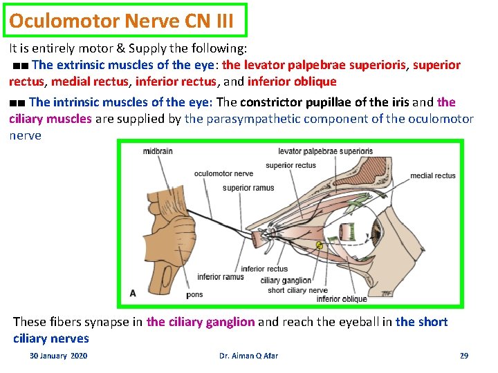 Oculomotor Nerve CN III It is entirely motor & Supply the following: ■■ The
