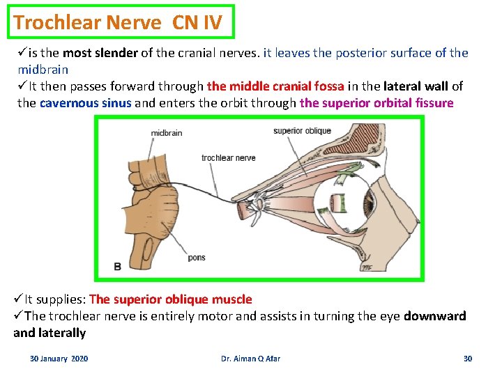 Trochlear Nerve CN IV üis the most slender of the cranial nerves. it leaves