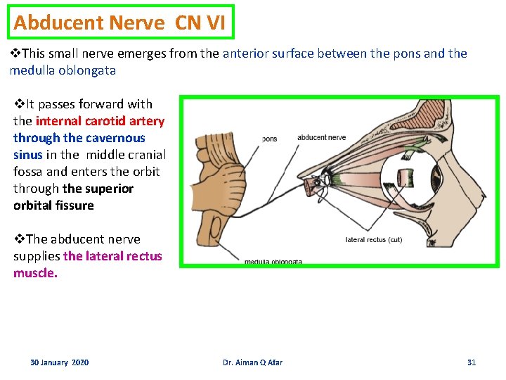 Abducent Nerve CN VI v. This small nerve emerges from the anterior surface between