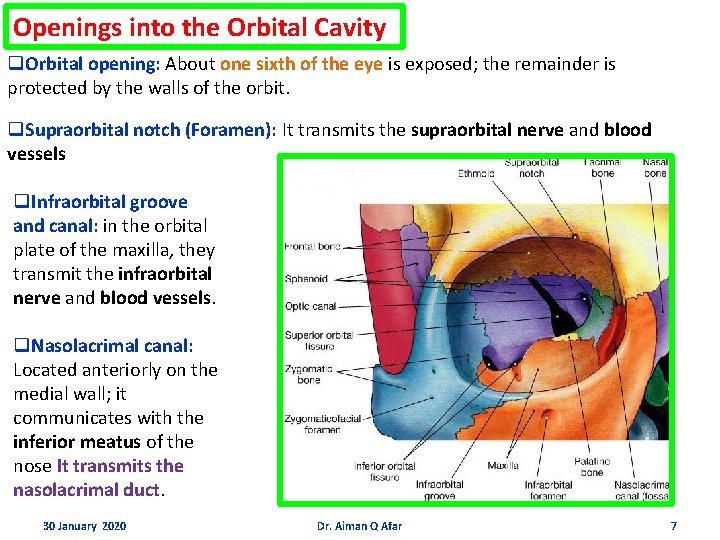 Openings into the Orbital Cavity q. Orbital opening: About one sixth of the eye