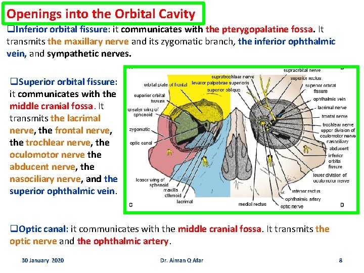 Openings into the Orbital Cavity q. Inferior orbital fissure: it communicates with the pterygopalatine