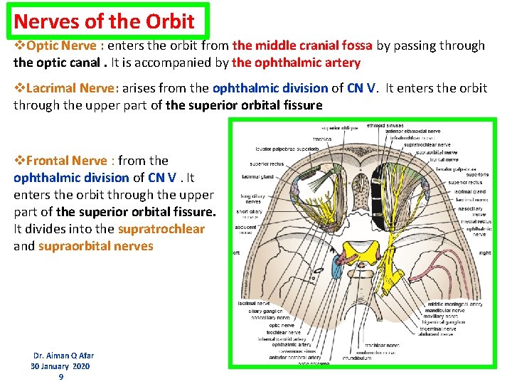 Nerves of the Orbit v. Optic Nerve : enters the orbit from the middle