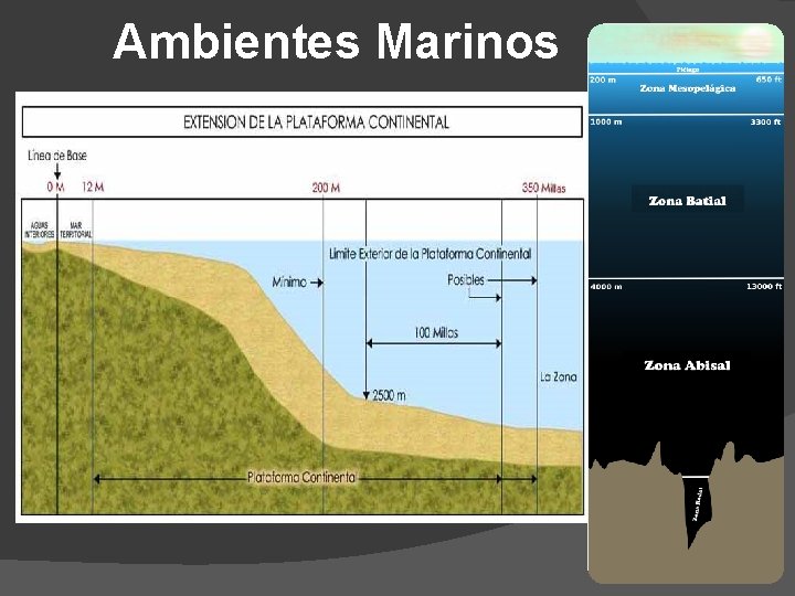 Ambientes Marinos 