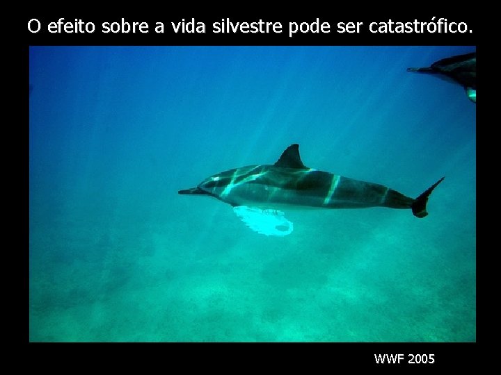 O efeito sobre a vida silvestre pode ser catastrófico. WWF 2005 