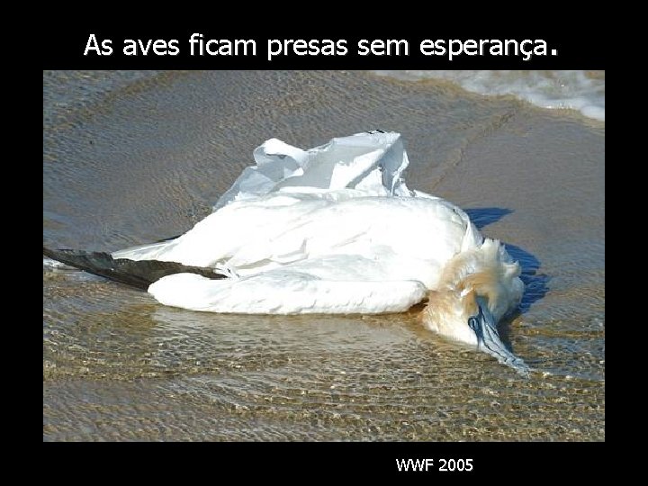 As aves ficam presas sem esperança. WWF 2005 