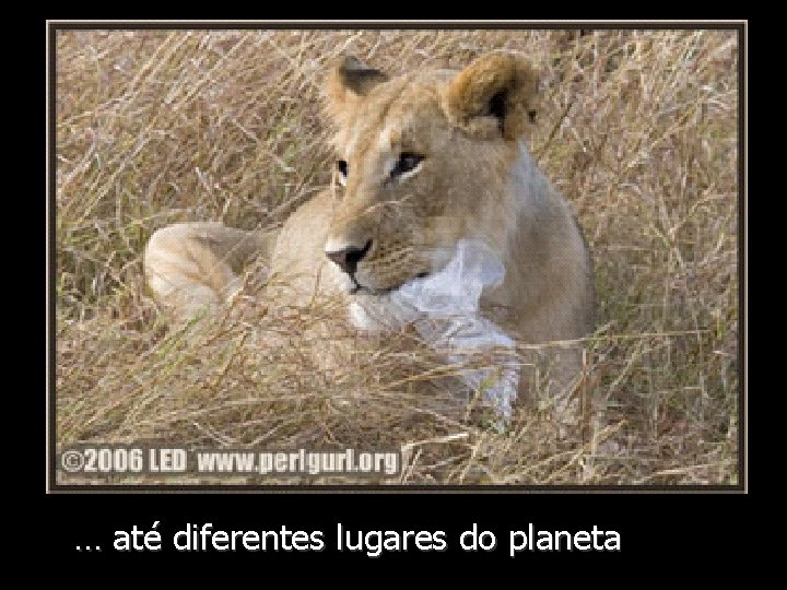 … até diferentes lugares do planeta 